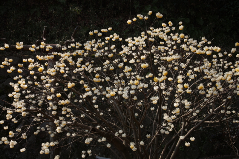 f:id:shobuno:20140328115923j:plain