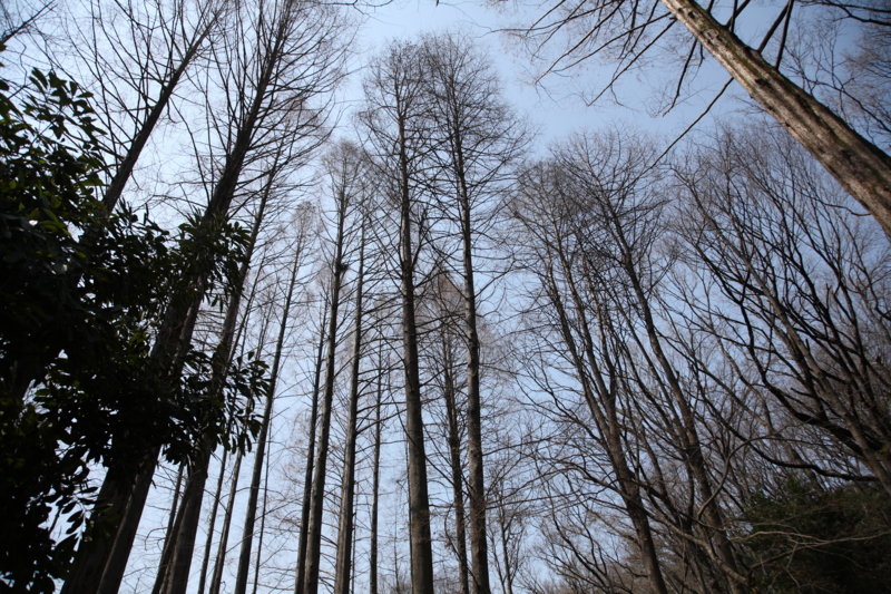 f:id:shobuno:20140328125651j:plain