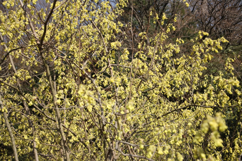 f:id:shobuno:20140328145613j:plain