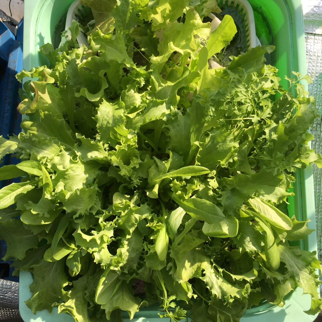 f:id:shobuno:20151101142057j:plain