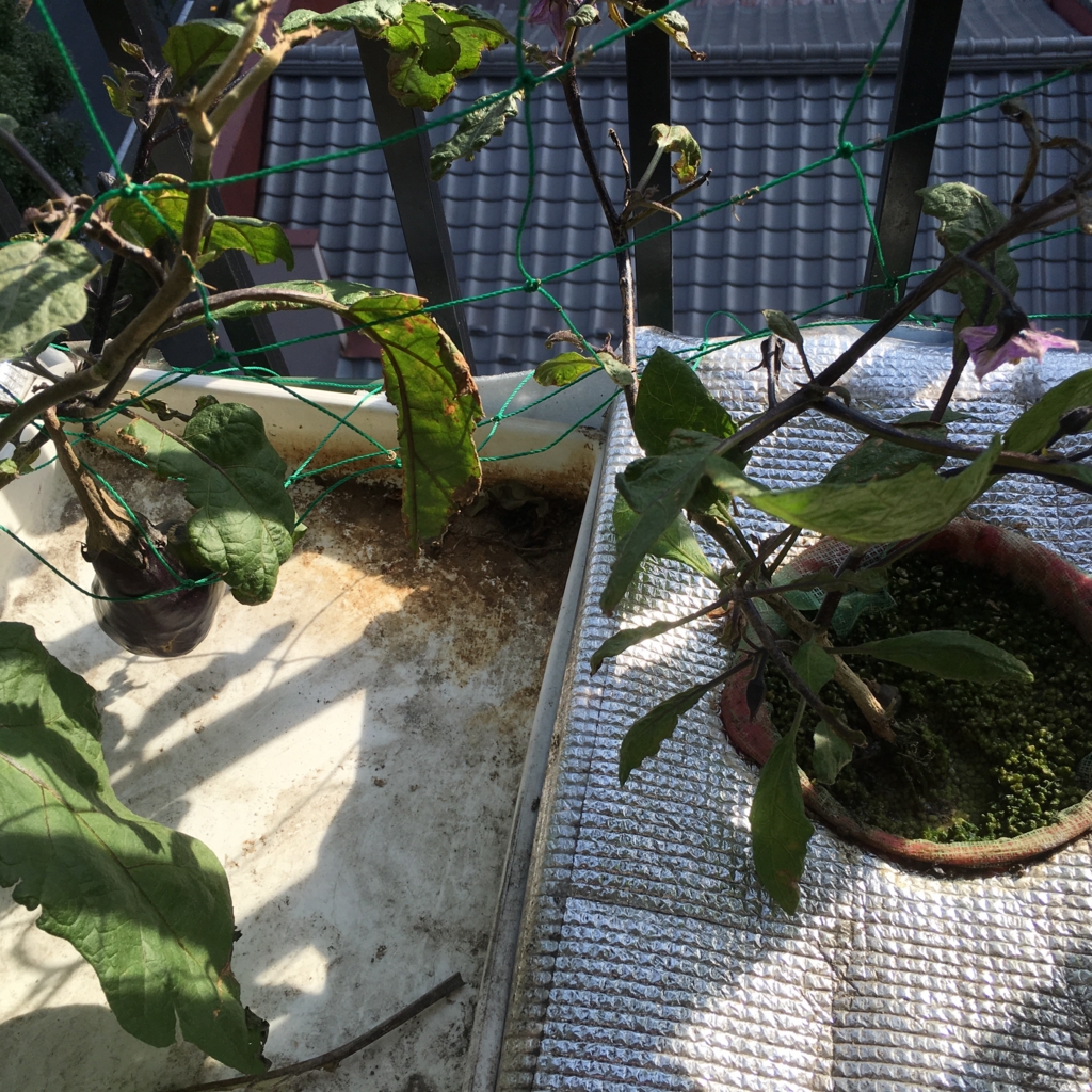 f:id:shobuno:20151101142122j:plain