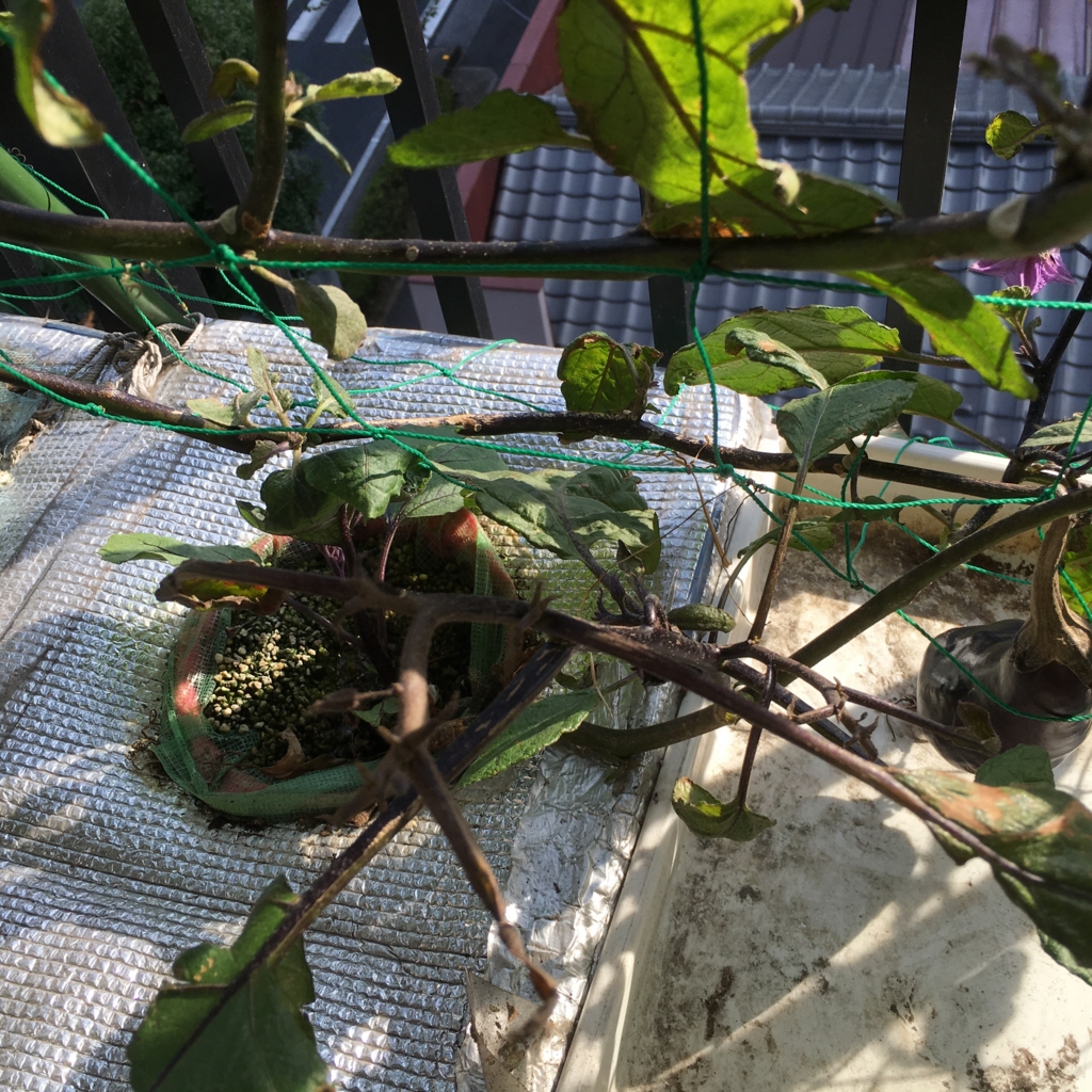 f:id:shobuno:20151101142127j:plain