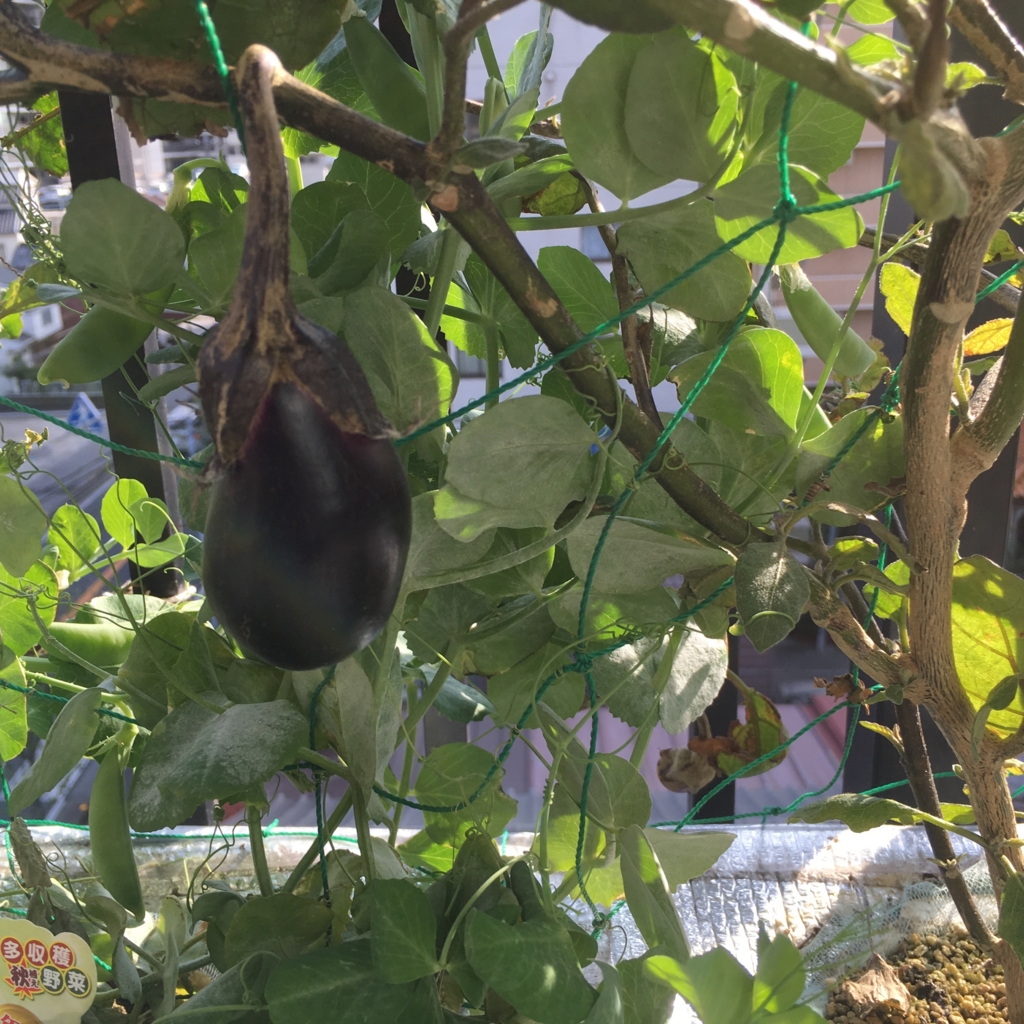 f:id:shobuno:20151101142135j:plain