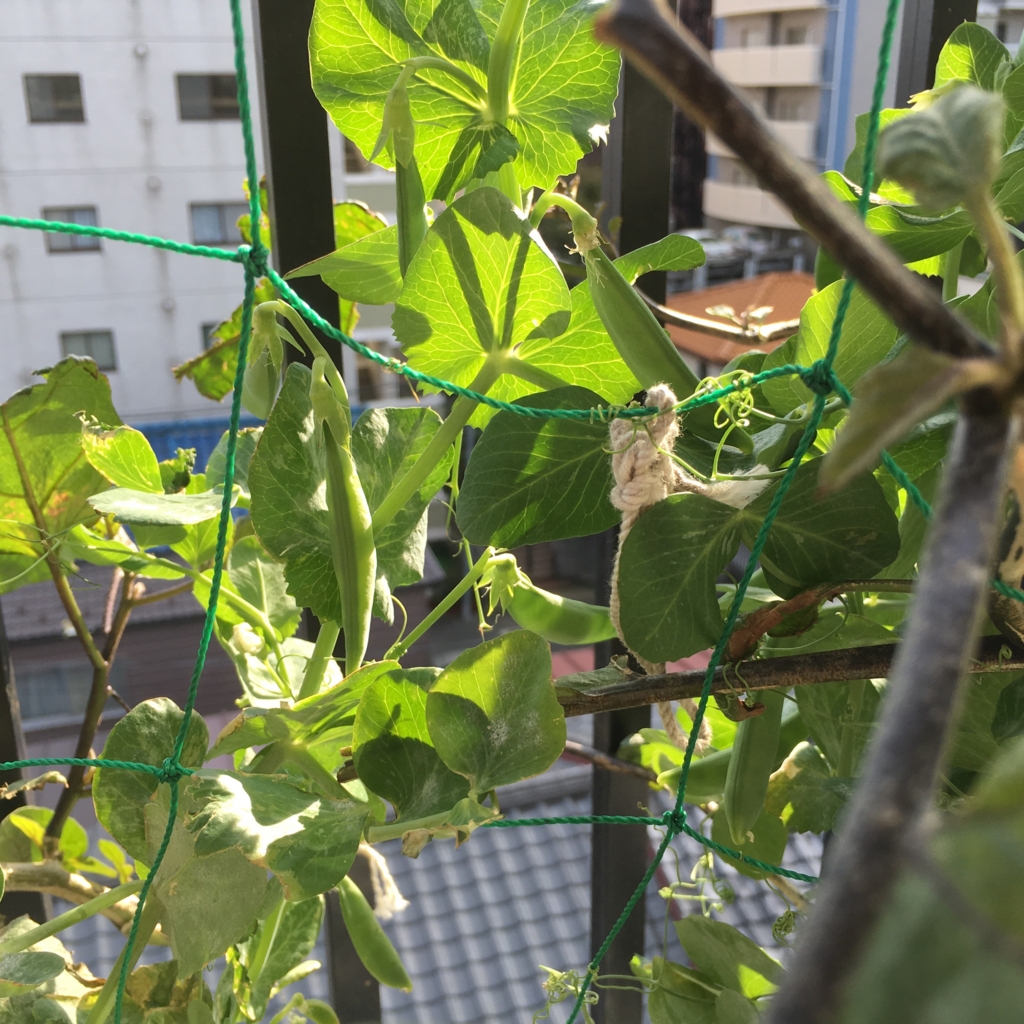 f:id:shobuno:20151101142224j:plain