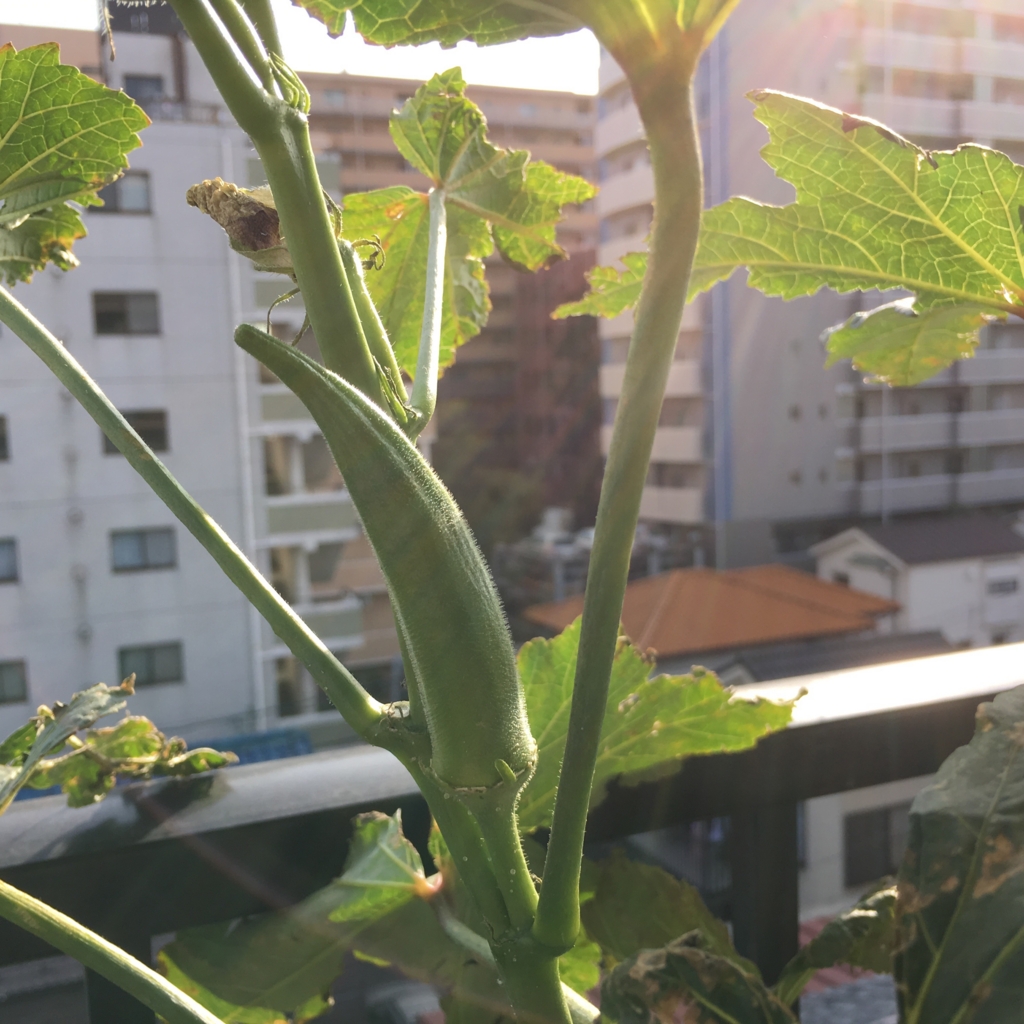 f:id:shobuno:20151101142236j:plain