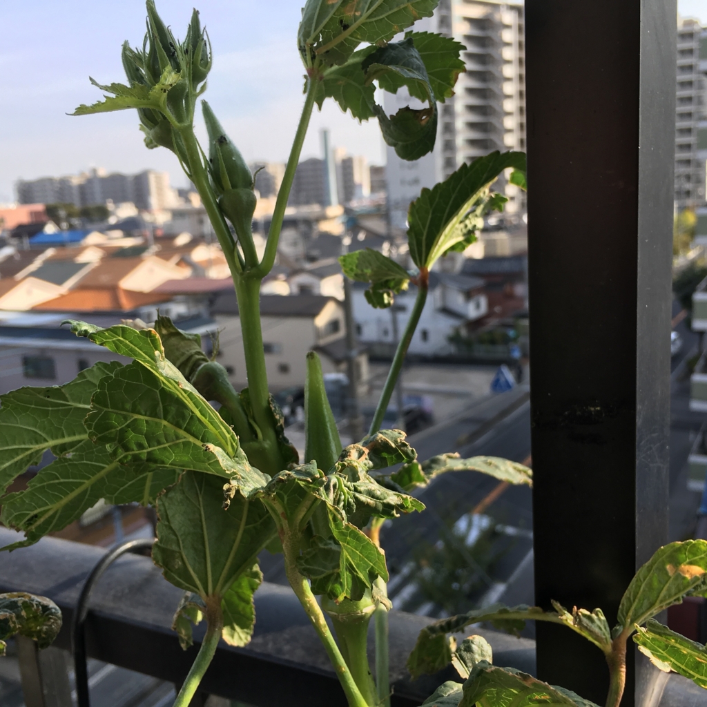 f:id:shobuno:20151101142243j:plain