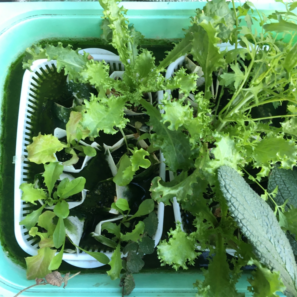 f:id:shobuno:20151115151607j:plain