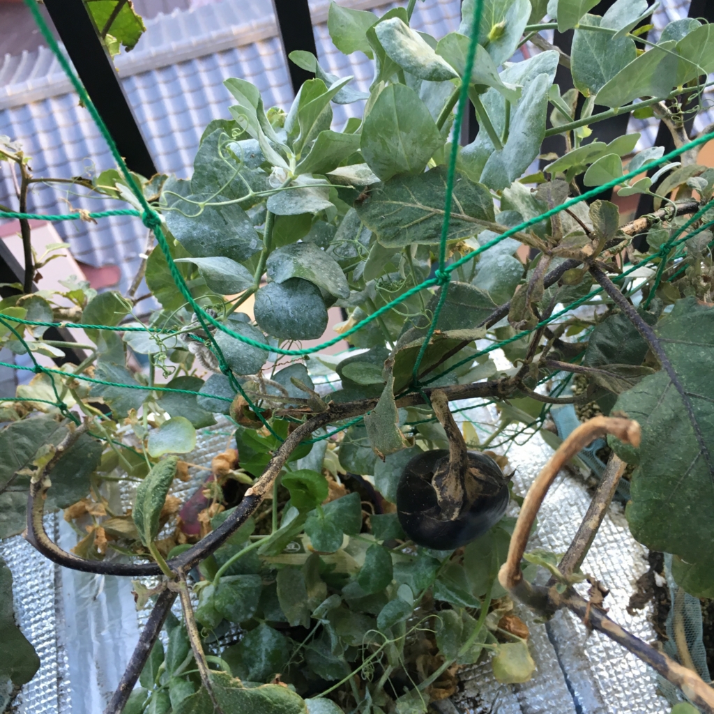 f:id:shobuno:20151115151627j:plain