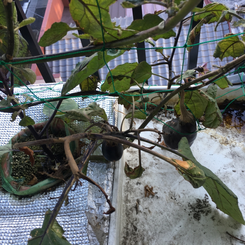 f:id:shobuno:20151115151633j:plain