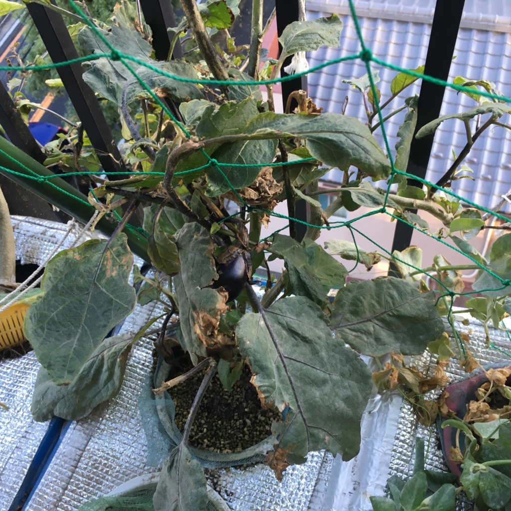 f:id:shobuno:20151115151640j:plain