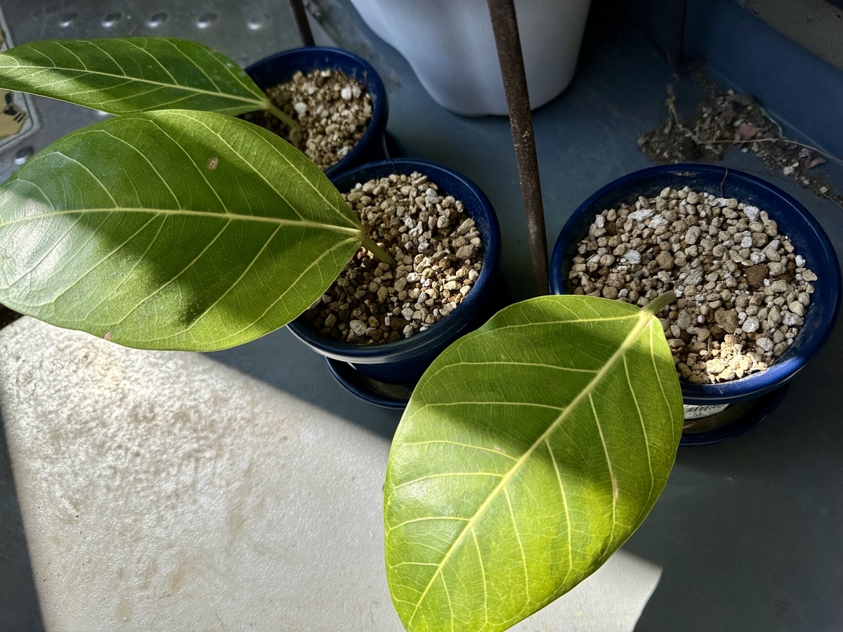 がーん！ - shobuno's blog