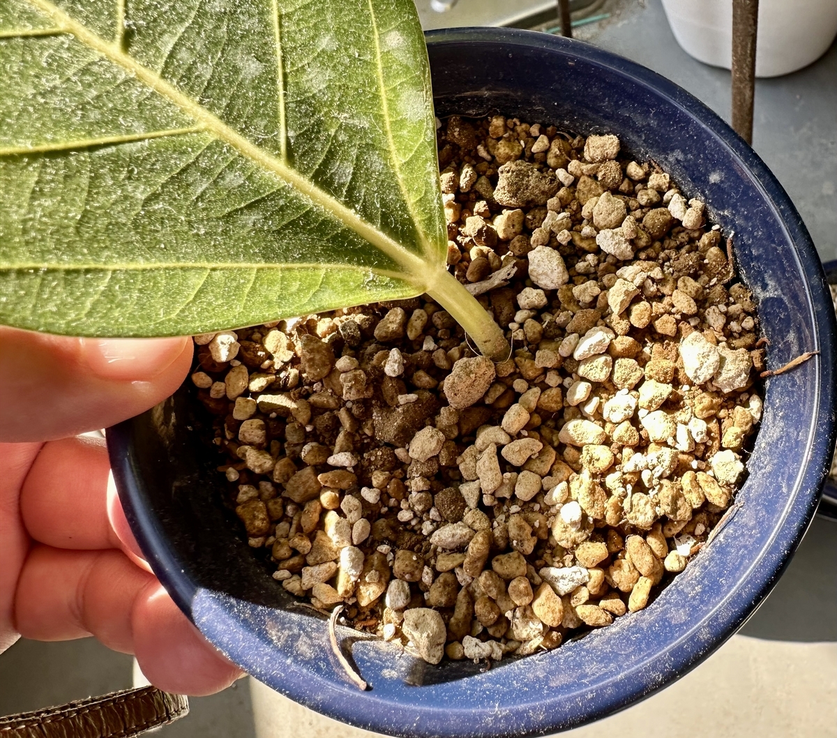 がーん！ - shobuno's blog