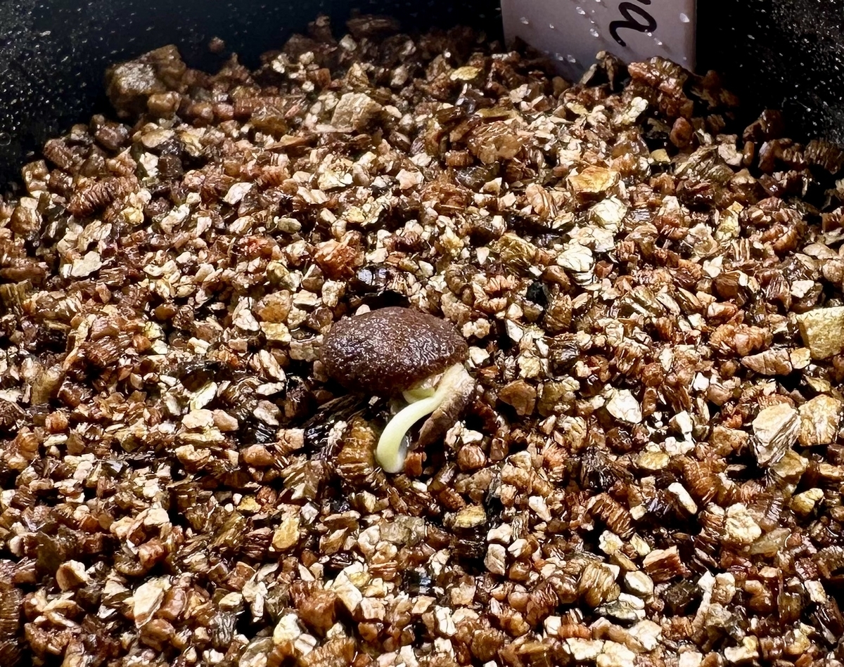 ラ633 「実生株」オペルクリカリア パキプス 2年株【種から発芽！・発