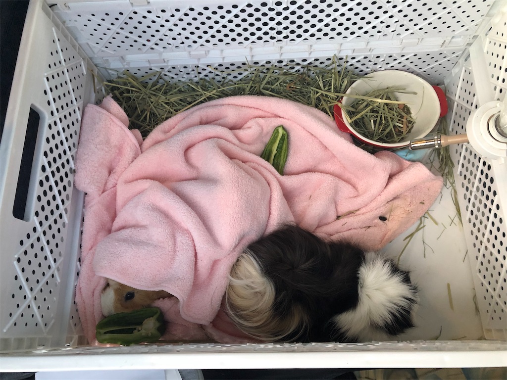 f:id:shockingpooh:20191018002215j:image f:id:shockingpooh:20191018002215j:image