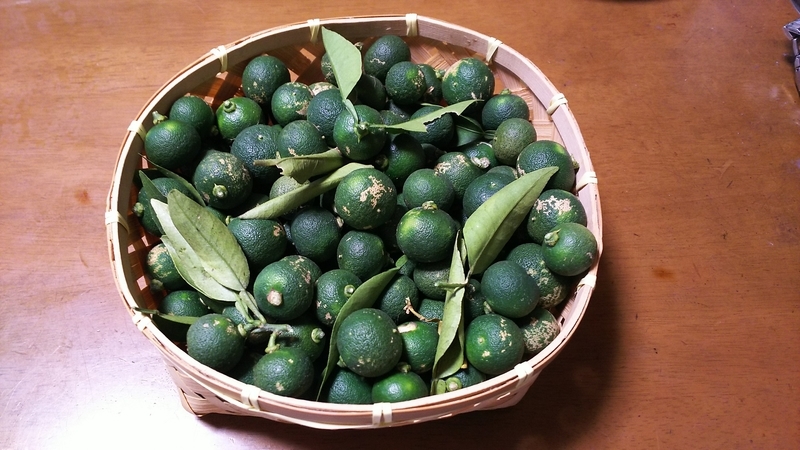 三年前に植えたスダチの木に実が鈴なり 間引きました(笑み) - 小豆島テストパイロット物語
