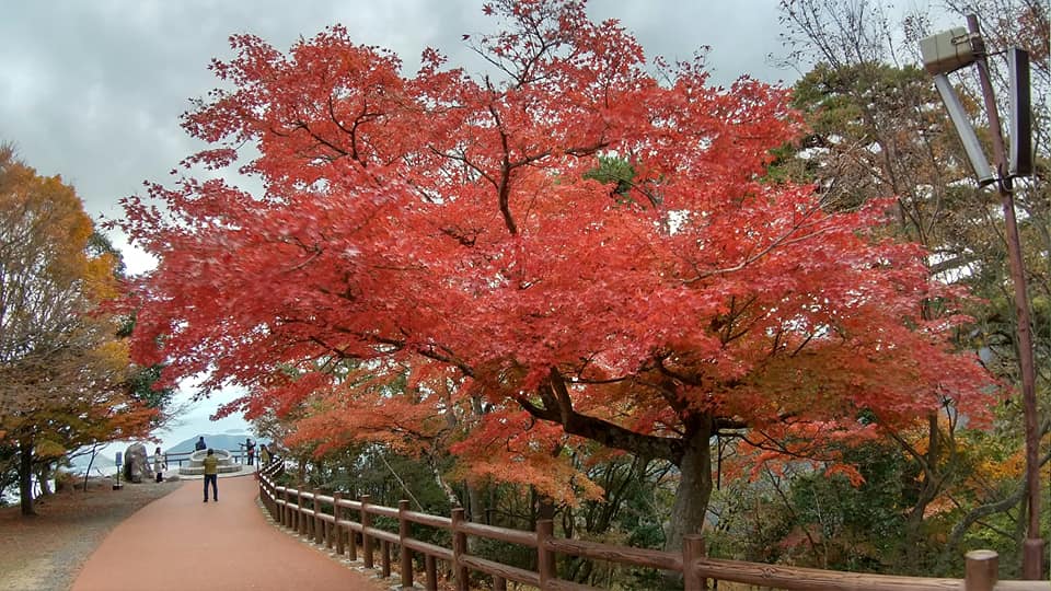 f:id:shodoshimatest:20191122182904j:plain f:id:shodoshimatest:20191122182904j:plain