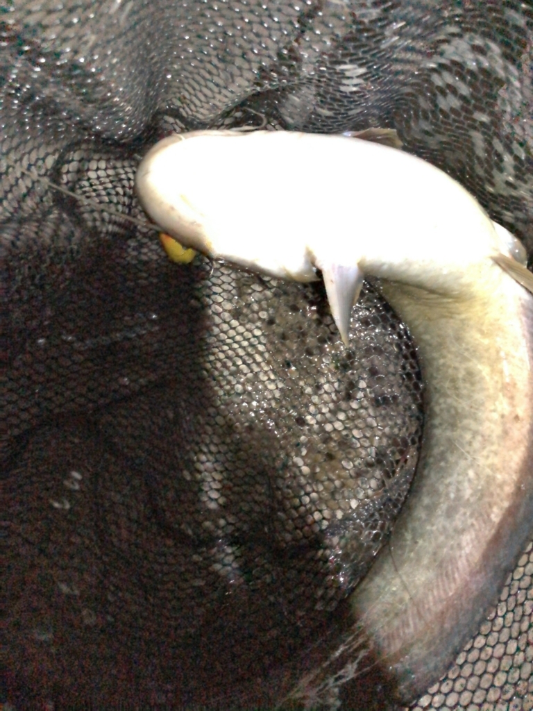 f:id:shoebill15:20180508233023j:plain
