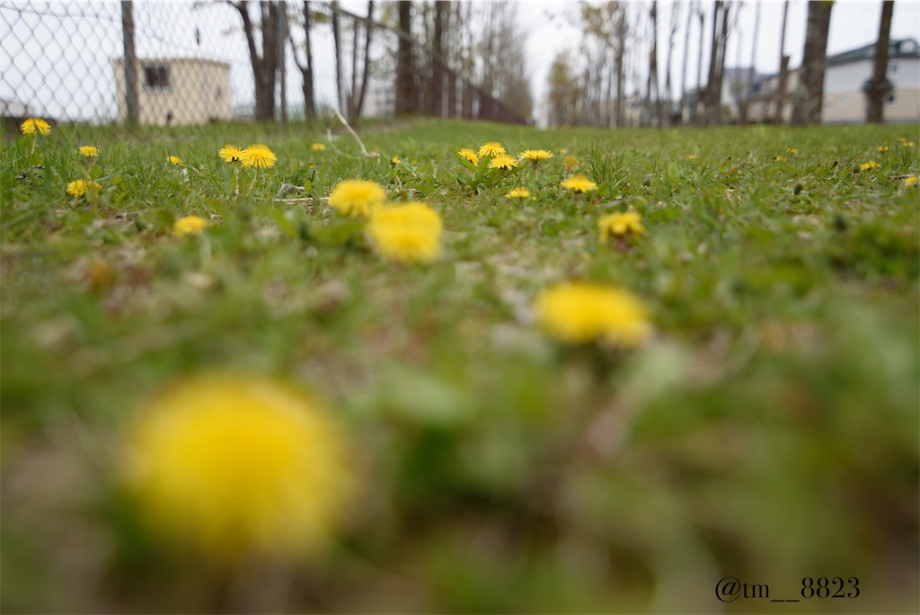 f:id:shogaitabibito:20240507084858j:image