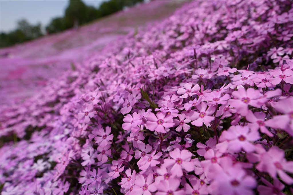 f:id:shogaitabibito:20240615214447j:image