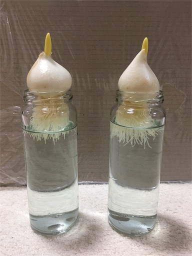 チューリップ水栽培 しょうが湯ログ
