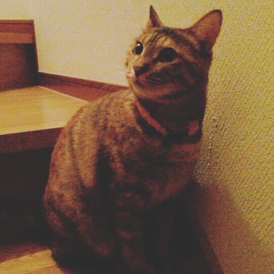 f:id:shogochiba:20190929085447j:plain f:id:shogochiba:20190929085447j:plain