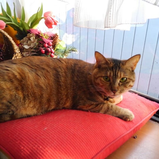 f:id:shogochiba:20190929085702j:plain f:id:shogochiba:20190929085702j:plain