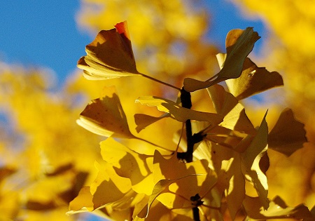 f:id:shogoshimizu:20210125193111j:plain