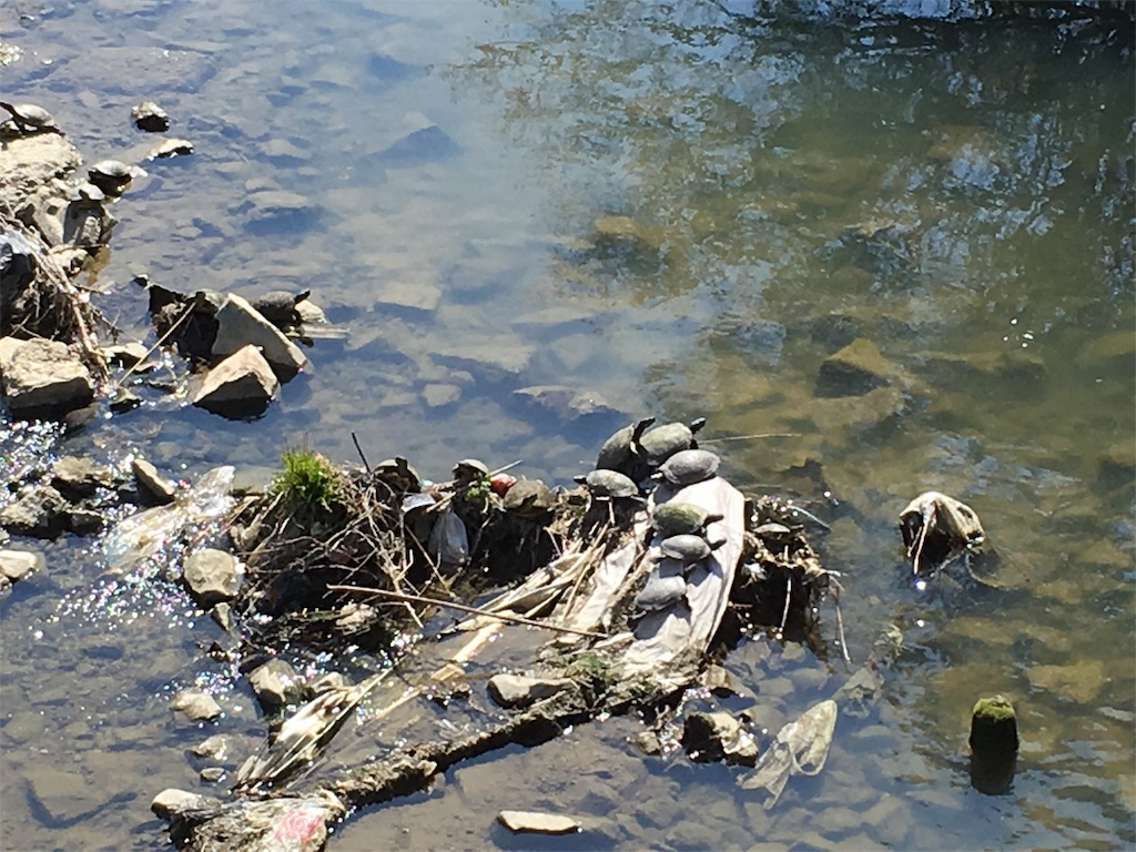 f:id:shogot1978:20190319225859j:image