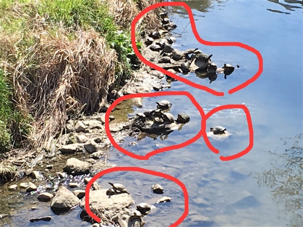 f:id:shogot1978:20190319230235j:image