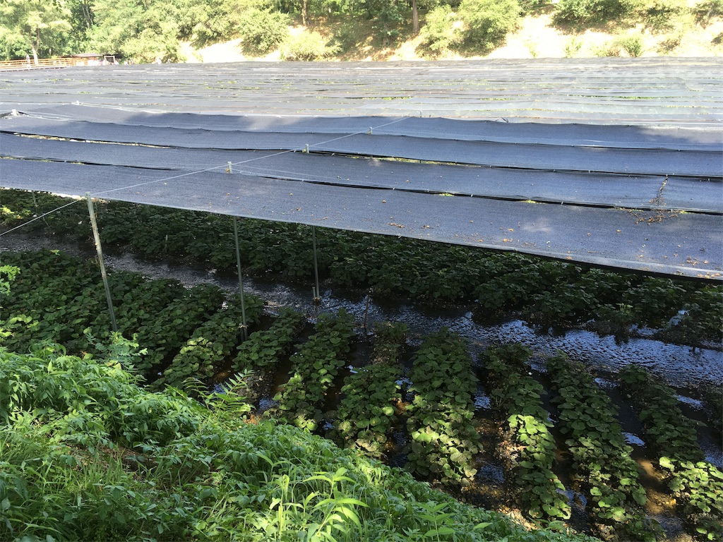 f:id:shogot1978:20190818094228j:image f:id:shogot1978:20190818094228j:image