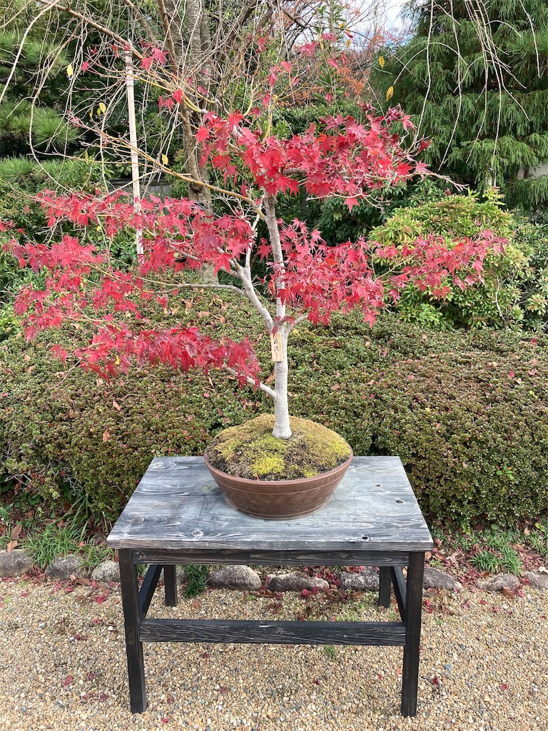 f:id:shogot1978:20201210222723j:image