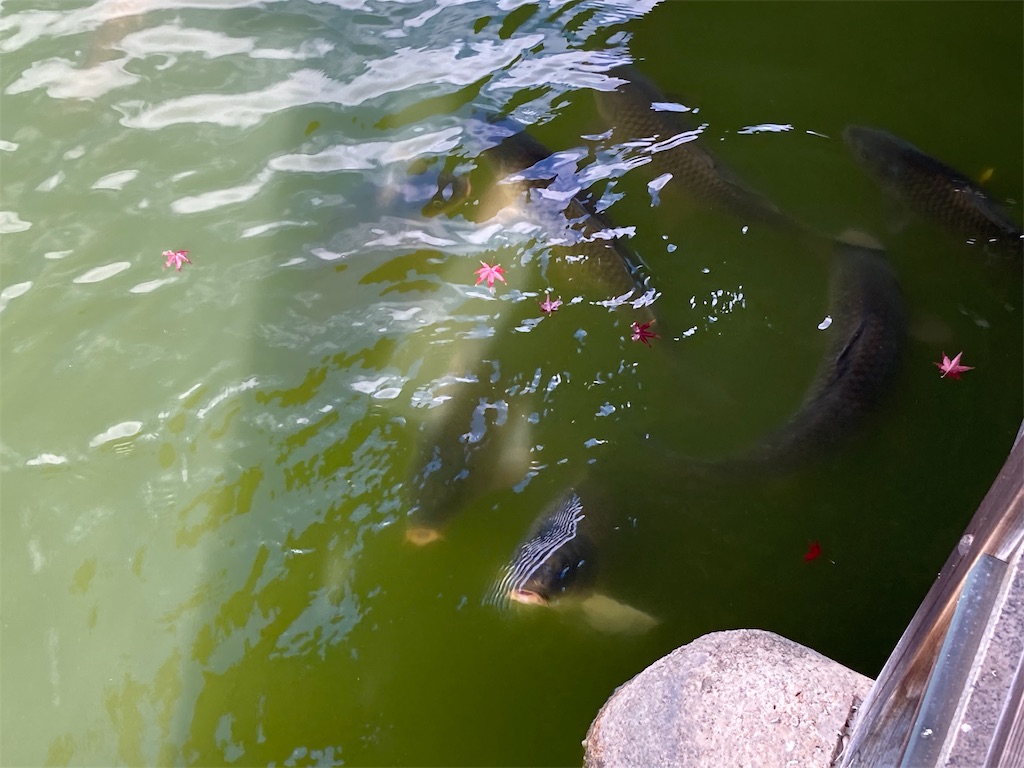 f:id:shogot1978:20201210223009j:image