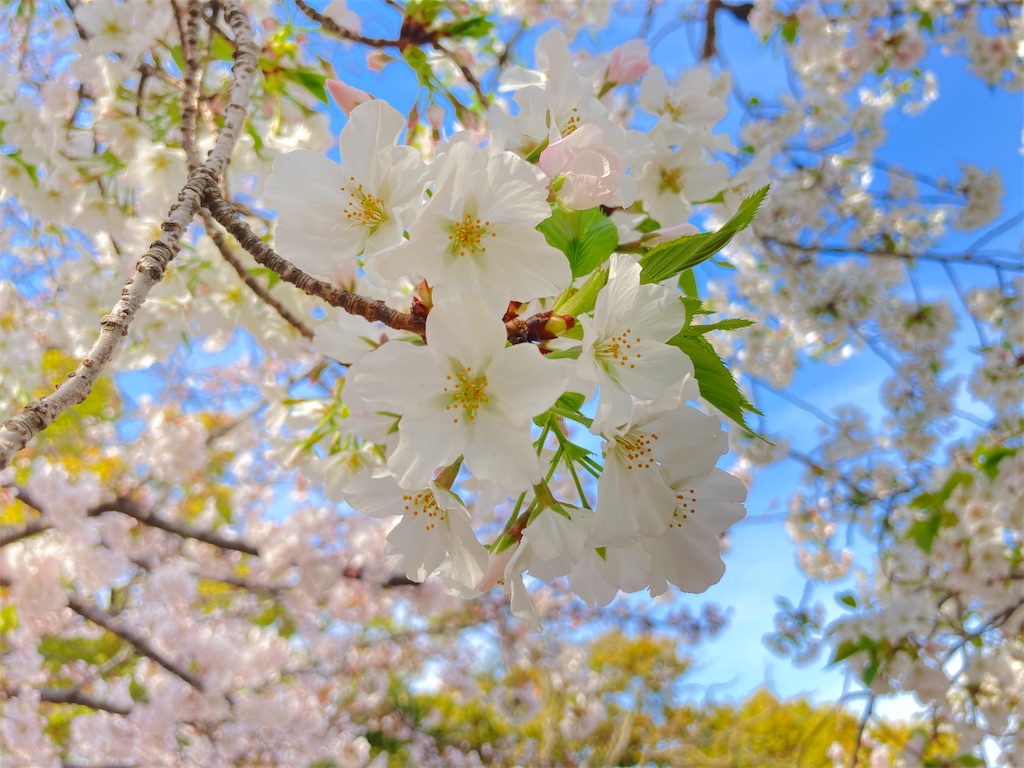 桜 末広体育館 の桜がそろそろ見頃ですよーっ と 桜の写真で気になっていること Izumisano 桜 末広体育館 の桜がそろそろ見頃ですよーっ と 桜の写真で気になっていること Izumisano