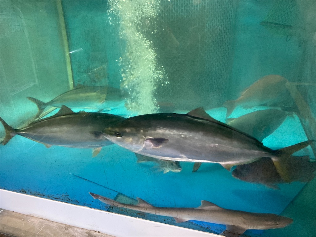 f:id:shogot1978:20220403164803j:image