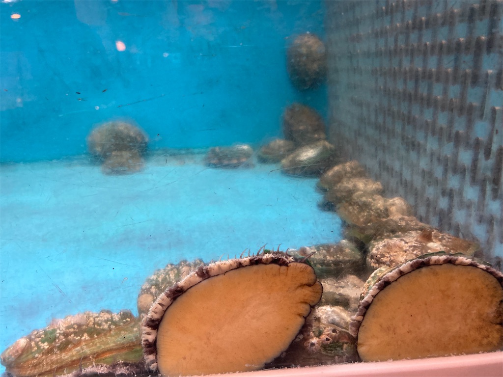 f:id:shogot1978:20220403164806j:image