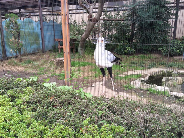 f:id:shoheiH:20161125081121j:plain