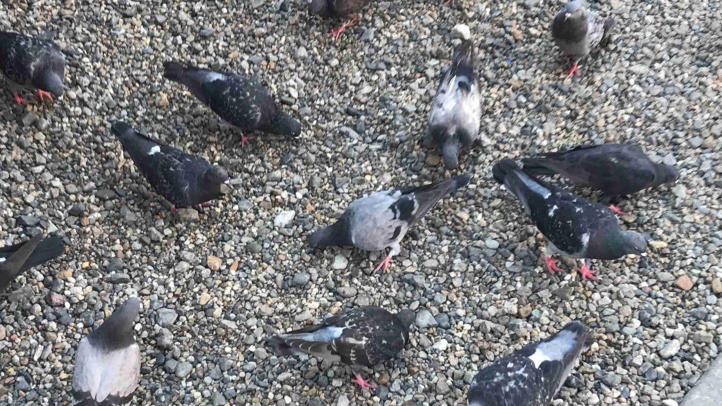 f:id:shohei_info:20170916162003j:plain