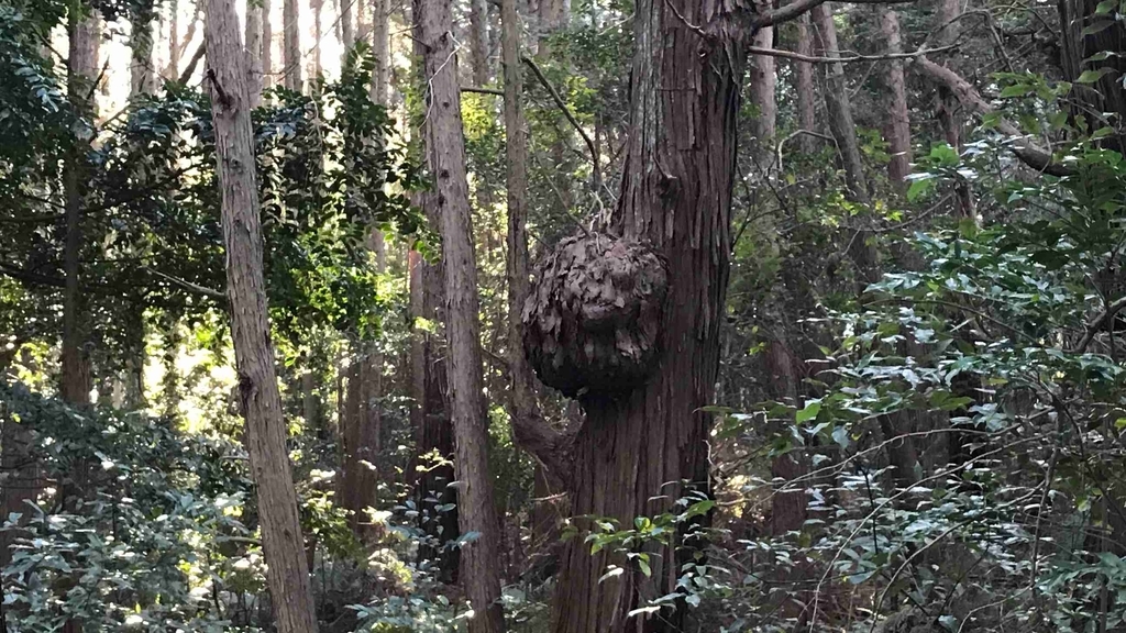 f:id:shohei_info:20190114081957j:plain