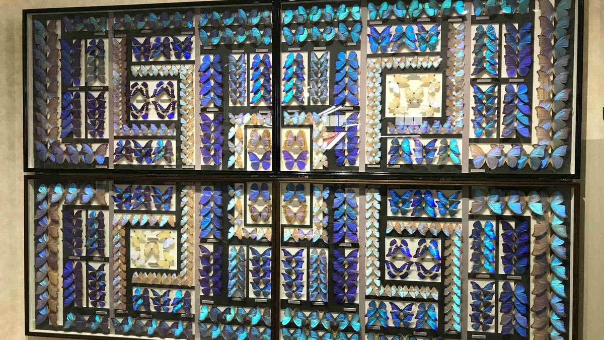 f:id:shohei_info:20190529140729j:plain