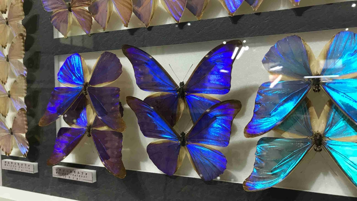 f:id:shohei_info:20190529140833j:plain