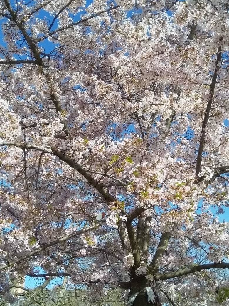 f:id:shohoji:20210331160651j:plain