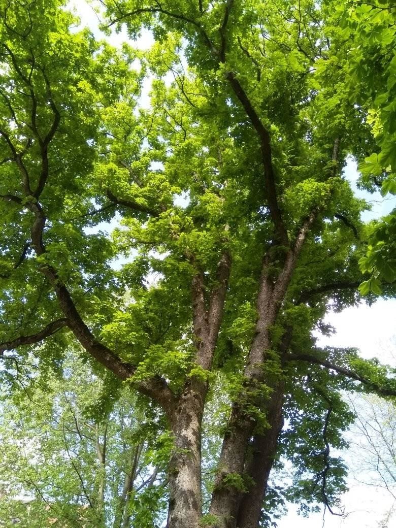 f:id:shohoji:20210529161015j:plain