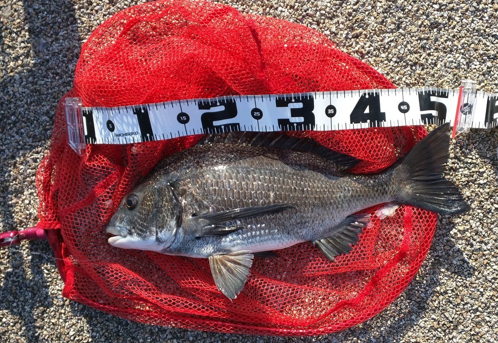 f:id:shoichimasuhara:20181231212736j:plain