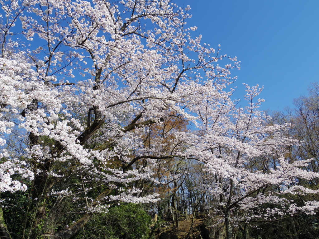 f:id:shoka_litera162:20180607182129j:plain f:id:shoka_litera162:20180607182129j:plain