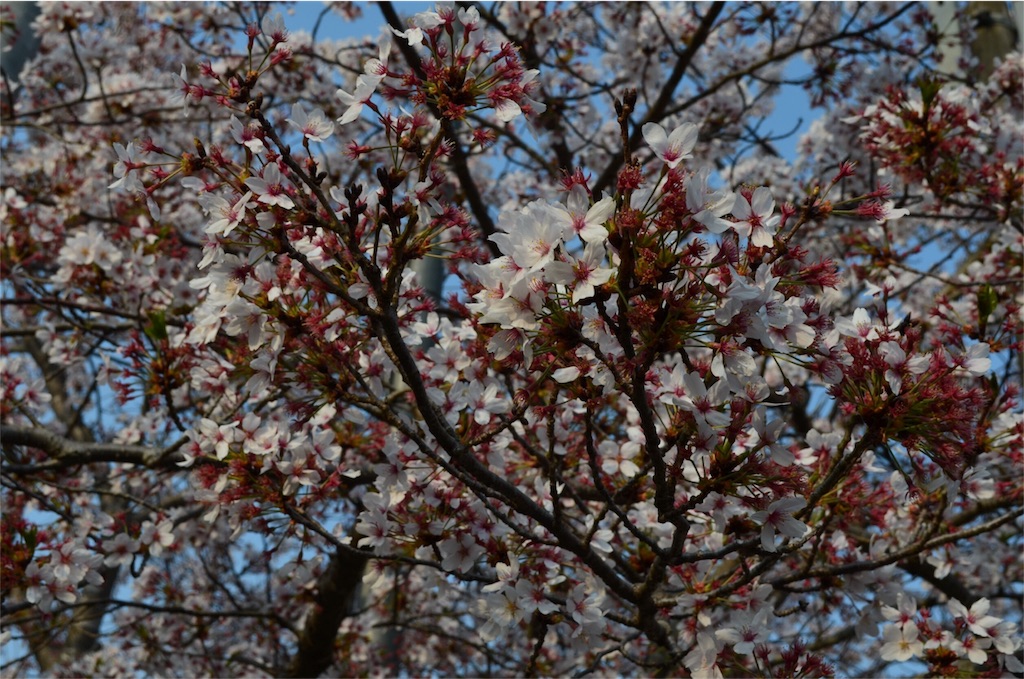 f:id:shokaki_2:20180404181537j:image f:id:shokaki_2:20180404181537j:image