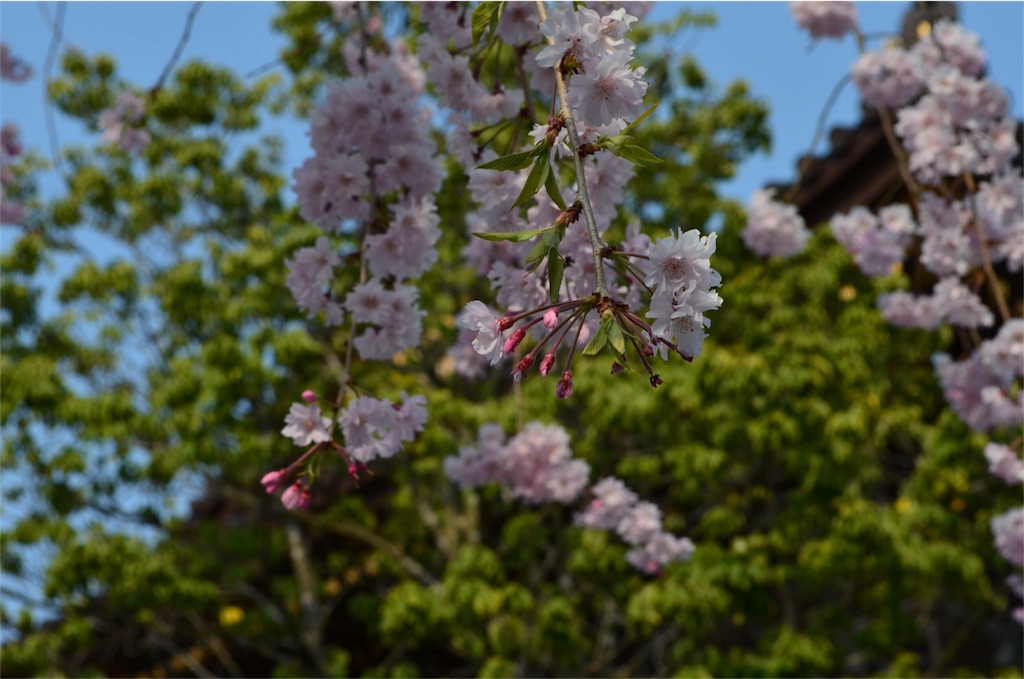 f:id:shokaki_2:20180404181648j:image f:id:shokaki_2:20180404181648j:image