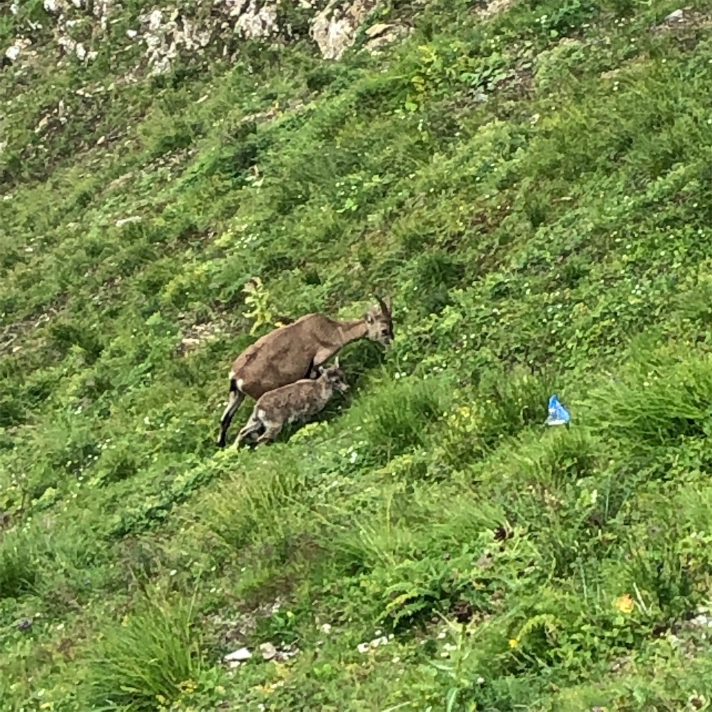 f:id:shokichi48:20210311210829j:image