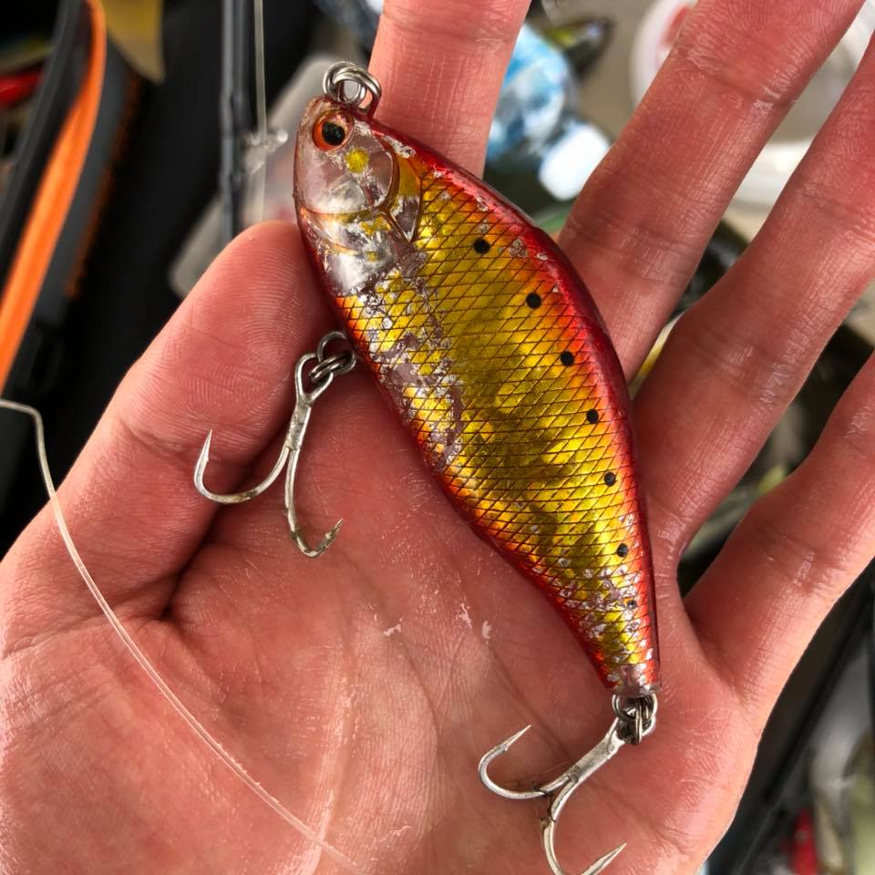 ビッグサイズのバラマンディが入れ食い ブンマーポンド 一生夏休み