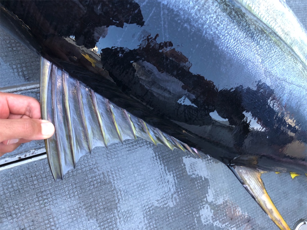 f:id:shokicimorikawa:20190814202328j:plain f:id:shokicimorikawa:20190814202328j:plain