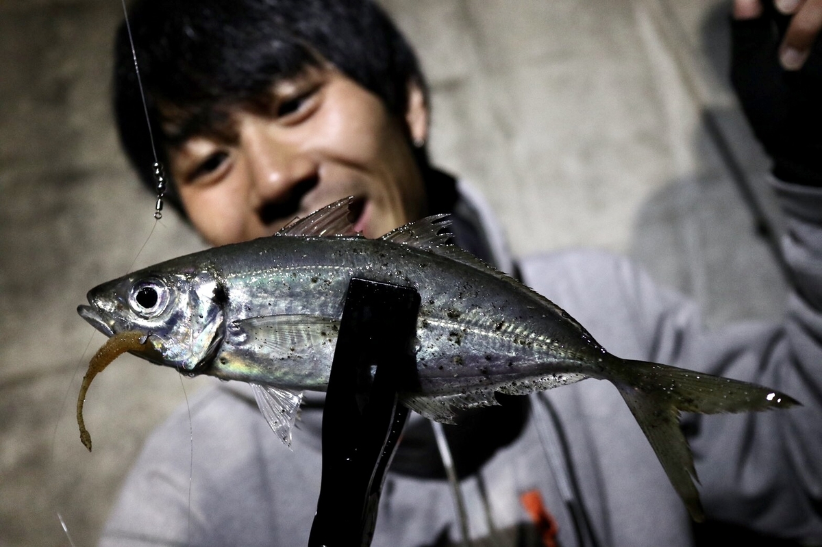 兵庫で初春に大アジ祭り 一生夏休み